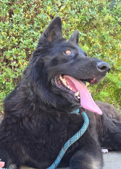 Bella, an adoptable Shepherd in ROSEVILLE, CA
