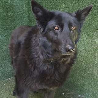 Bella, photo 3
