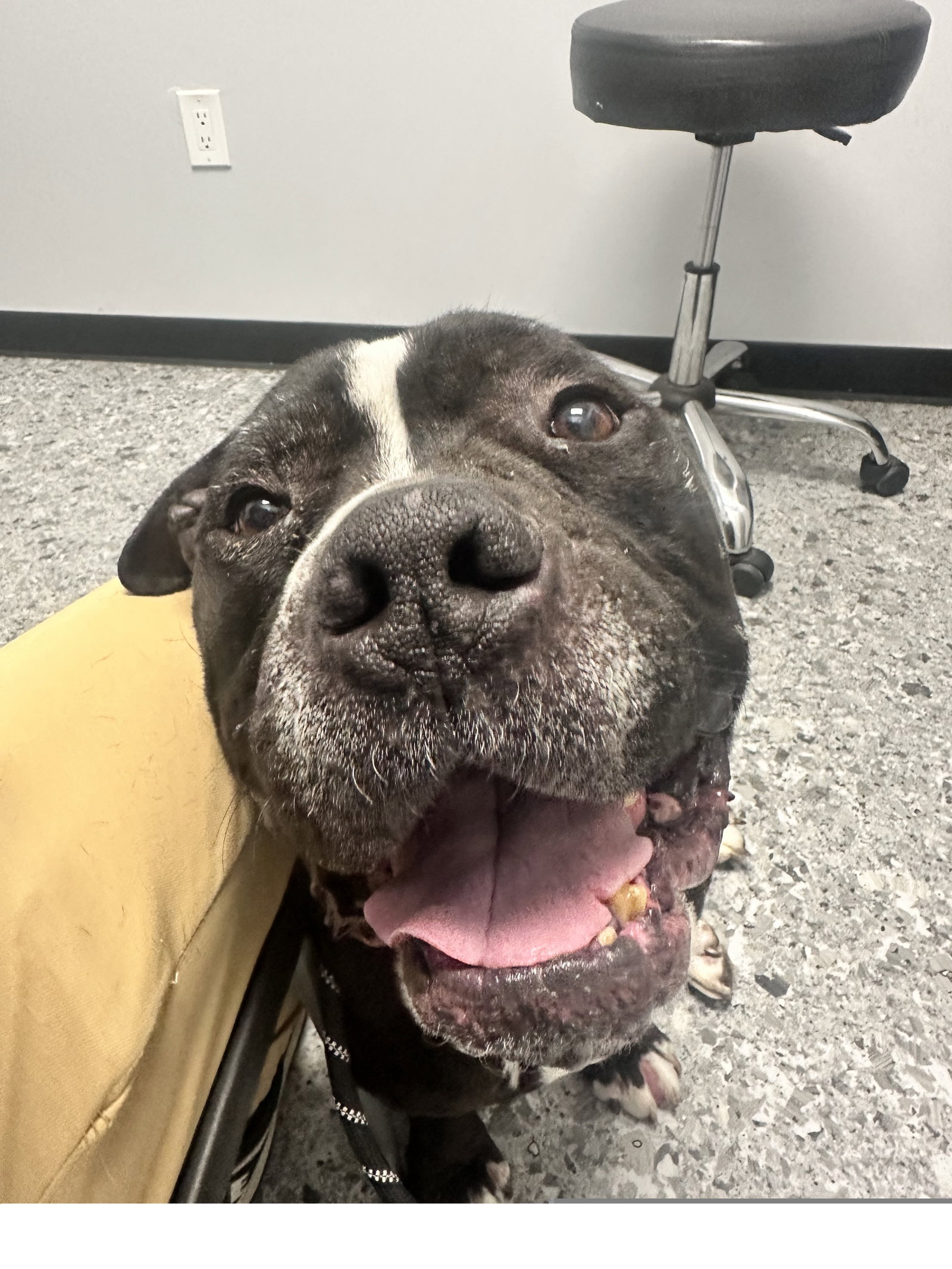 Moe, American Pit Bull Terrier