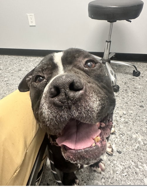 Moe, an adoptable American Pit Bull Terrier in ROSEVILLE, CA