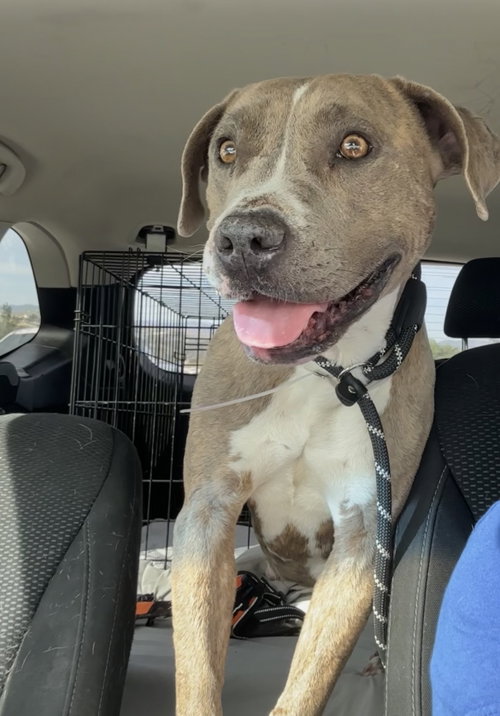 Lena, an adoptable Pit Bull Terrier in ROSEVILLE, CA