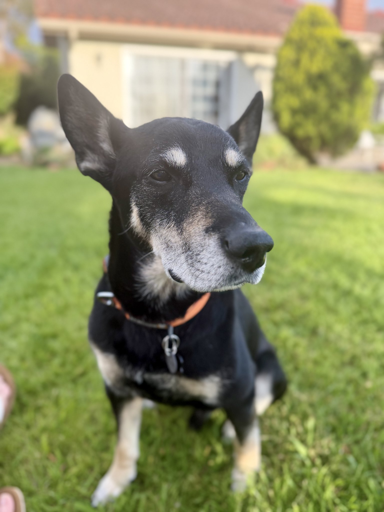 Kyle, Australian Kelpie