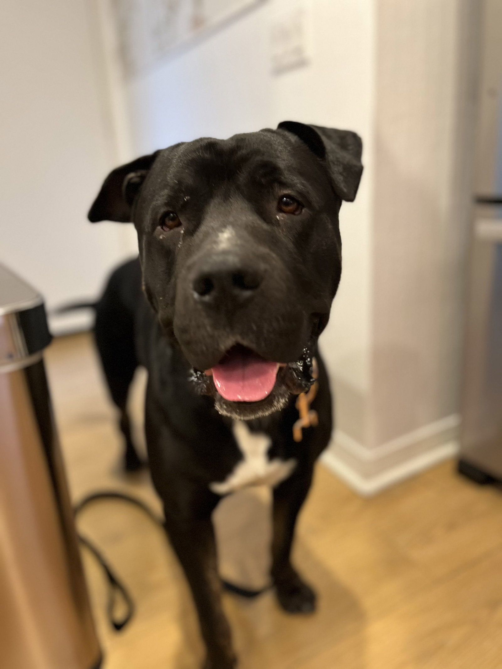 Duckie, Cane Corso Mastiff