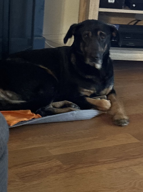 Photo 3 of Gemma