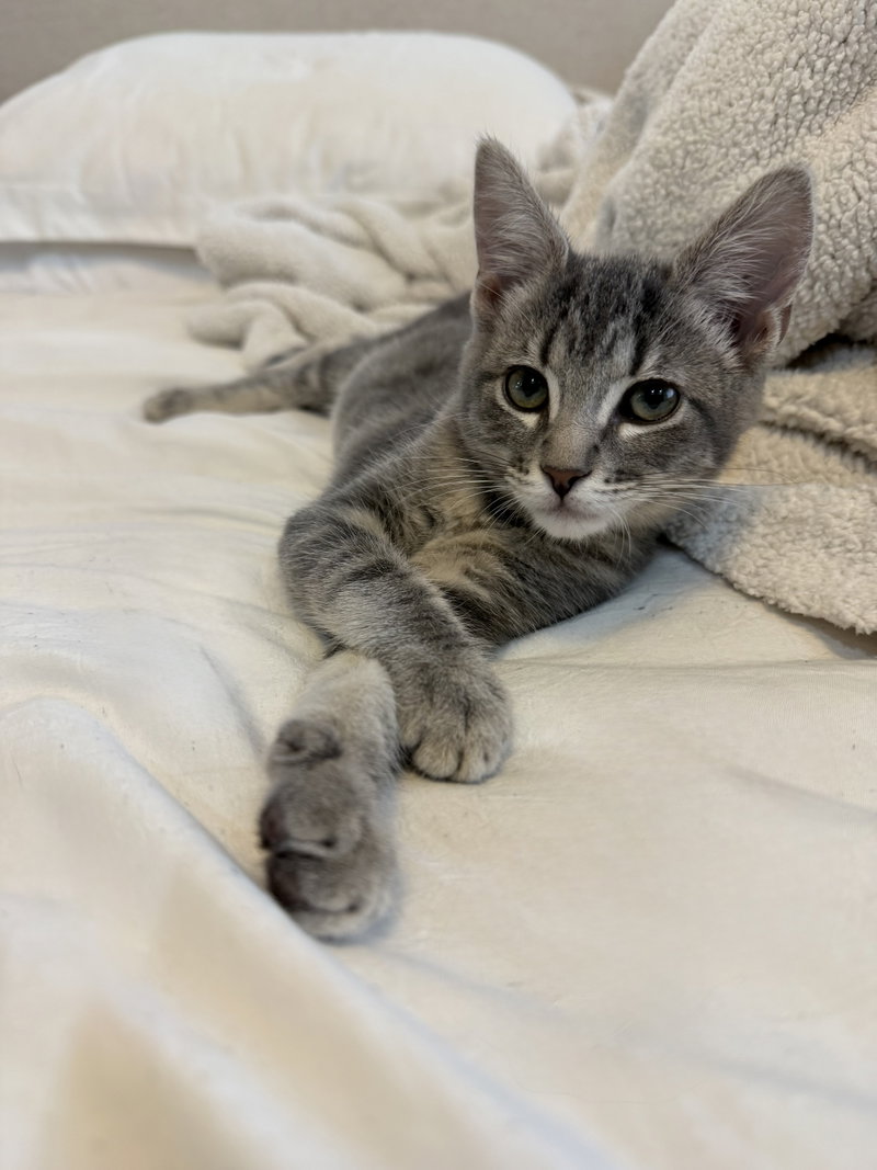 Princess Donut, a female Tabby kitten up for adoption