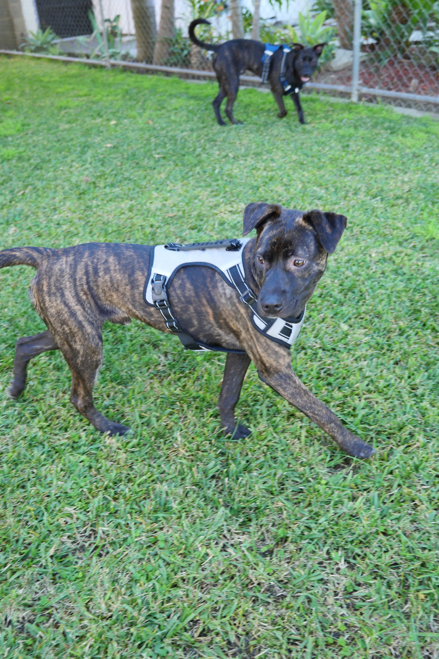 Jake, photo 3