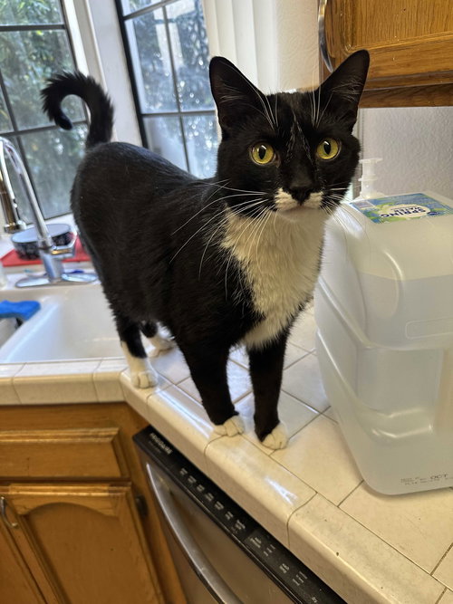 Atticus, an adoptable Domestic Medium Hair in Los Angeles, CA