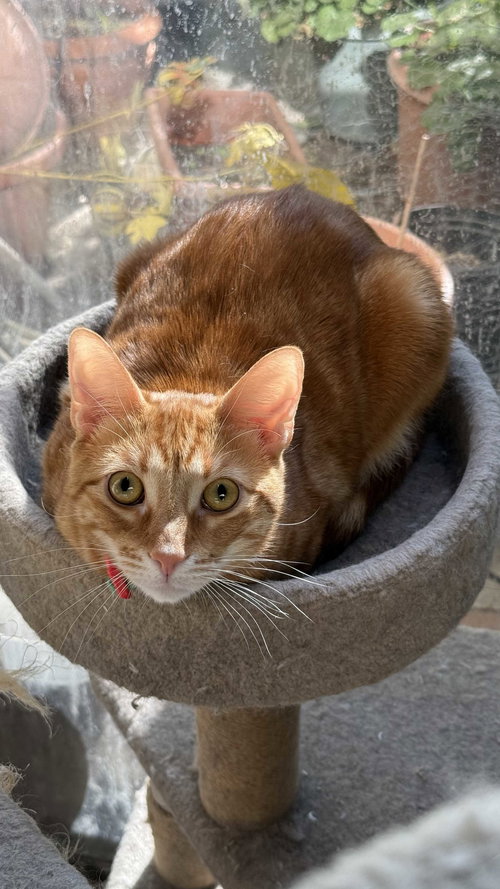 Butterfinger, an adoptable Domestic Short Hair in Los Angeles, CA