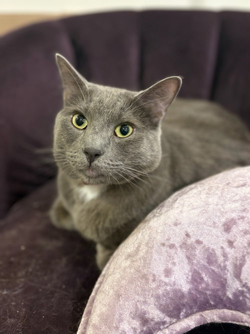 Christian Gray, an adoptable Chartreux in Los Angeles, CA