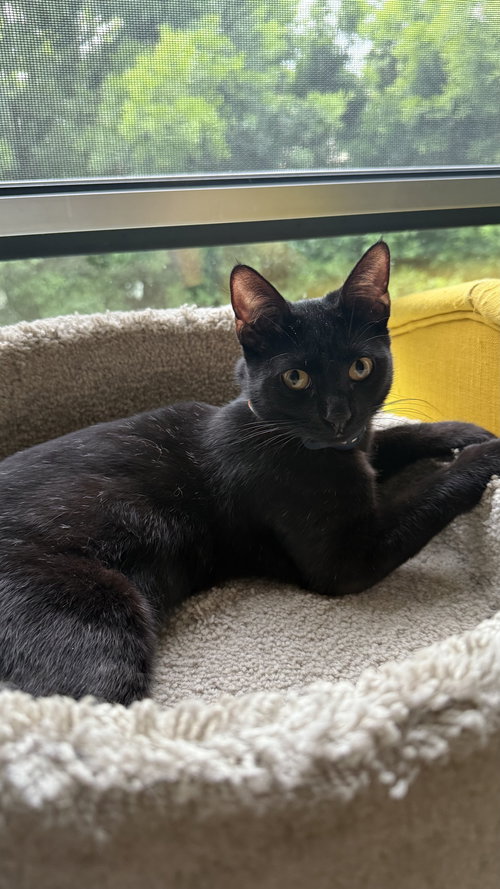 Dot, an adoptable Domestic Short Hair in Los Angeles, CA
