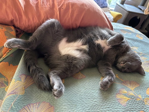 Gandalf the Gray, an adoptable American Shorthair in Los Angeles, CA