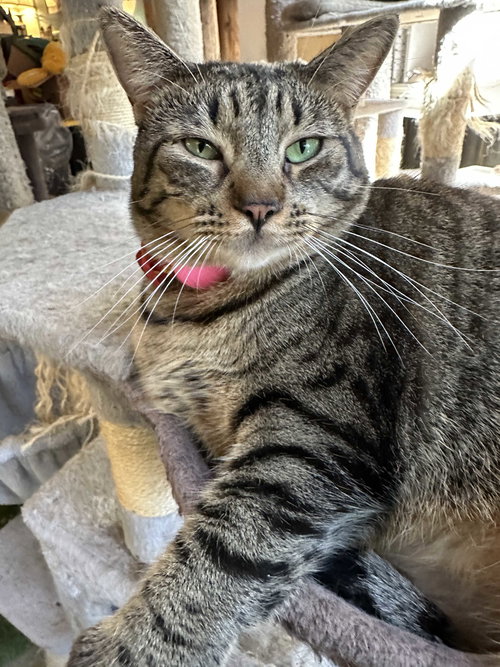 Lana Del Meow, an adoptable Tabby in Los Angeles, CA
