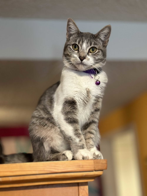 Lily Jenkins, an adoptable Domestic Short Hair in Los Angeles, CA