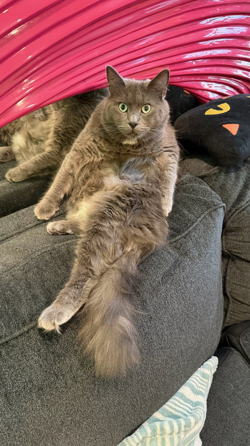 Macy Gray, an adoptable Domestic Long Hair in Los Angeles, CA