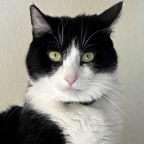 Mariah Purry, an adoptable Domestic Medium Hair in Los Angeles, CA