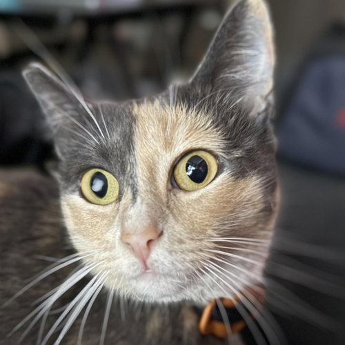 Miso, an adoptable Calico in Los Angeles, CA