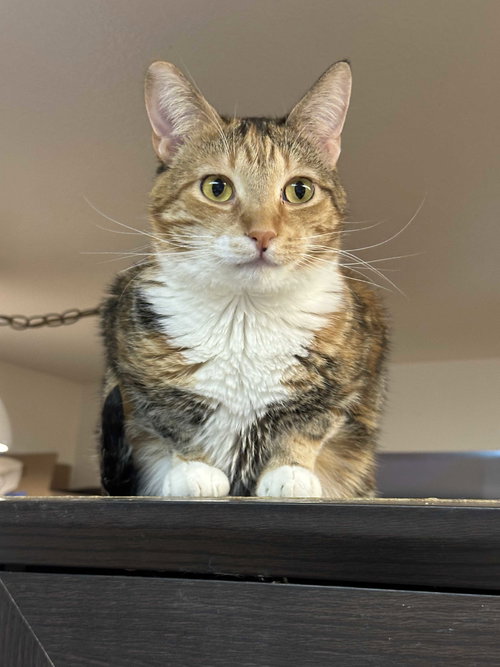 Princess Zelda, an adoptable Domestic Short Hair in Los Angeles, CA