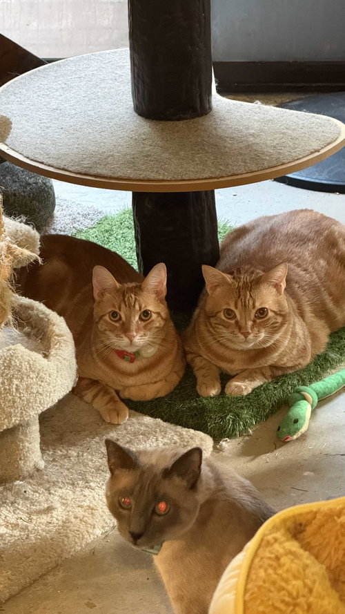William of Orange, an adoptable Domestic Short Hair in Los Angeles, CA