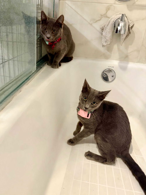 Yakko, an adoptable Domestic Short Hair in Los Angeles, CA