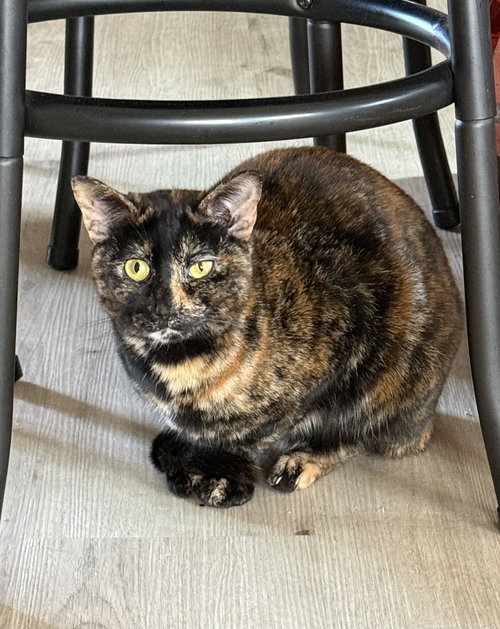 Winky, Adult Domestic Short Hair / Tortoiseshell / Mixed (short coat), cat for adoption in Alhambra, California