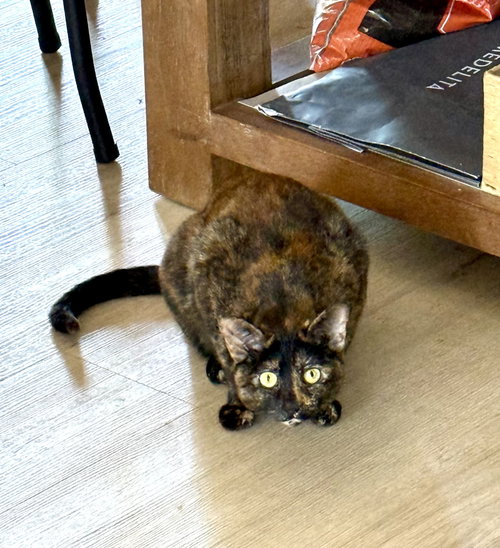 Photo 2 of Winky