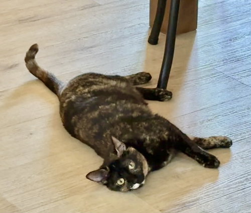 HERMIONE, Adult Domestic Short Hair / Tortoiseshell / Mixed (short coat), cat for adoption in Alhambra, California