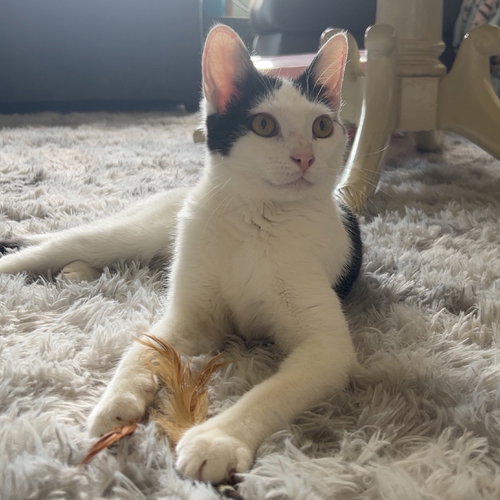 Cora, Young American Shorthair (short coat), cat for adoption in Westminster, California