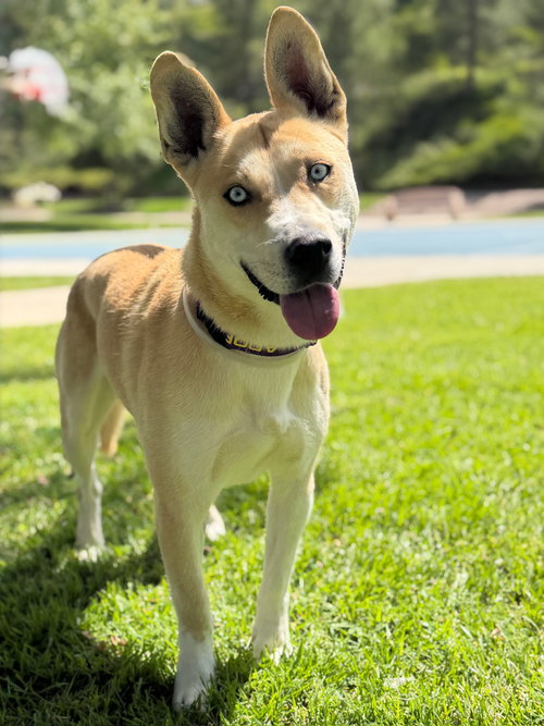Thaddeus, an adoptable Husky in Studio City, CA