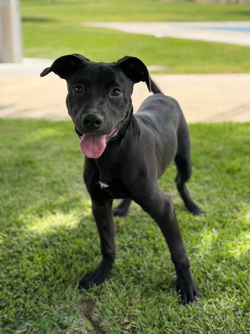 Finneus, an adoptable Labrador Retriever in Studio City, CA