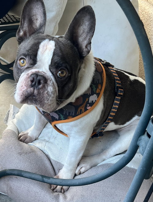Blu, an adoptable French Bulldog in GeorgeTown, CA