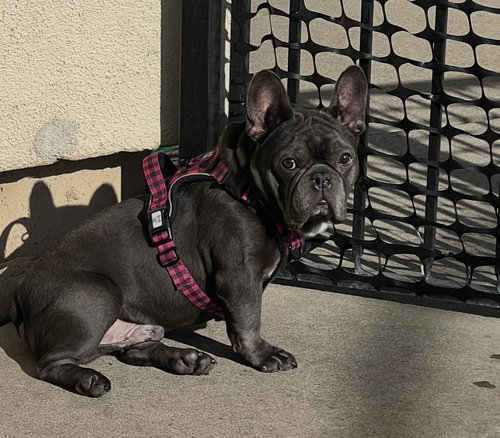 Bruno, an adoptable French Bulldog in GeorgeTown, CA