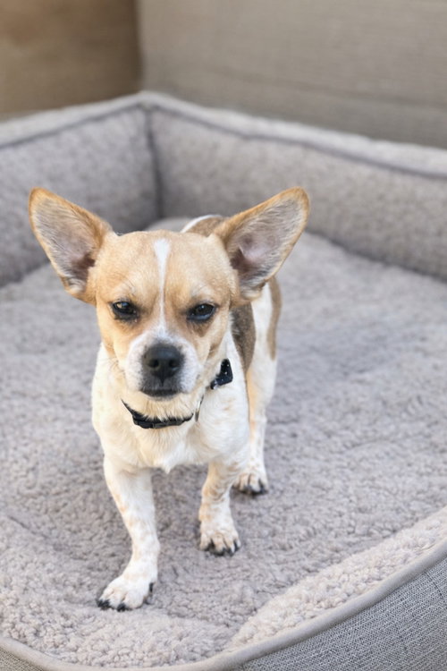 Buckley, an adoptable Chihuahua in GeorgeTown, CA