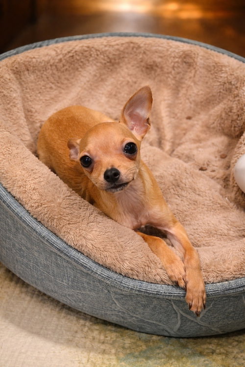 Minnie Mouse, an adoptable Chihuahua in GeorgeTown, CA