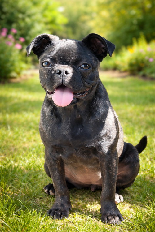 Mugsley, an adoptable Pug in GeorgeTown, CA