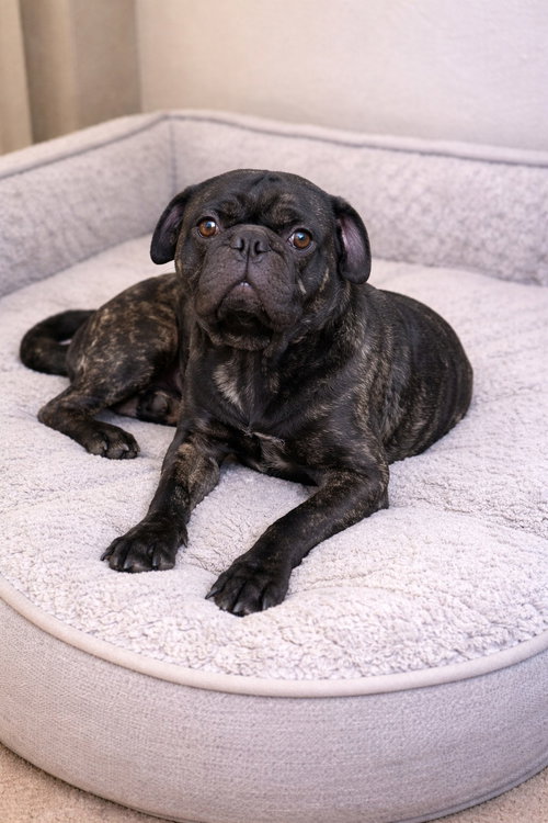 Noah, an adoptable Pug in GeorgeTown, CA