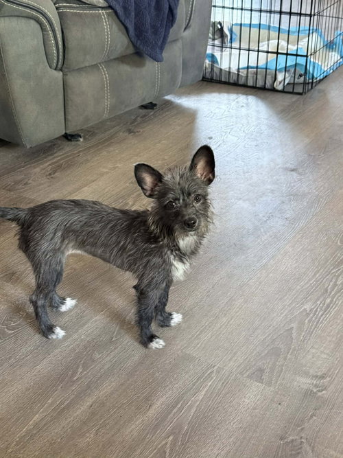 Penny, an adoptable Terrier in GeorgeTown, CA