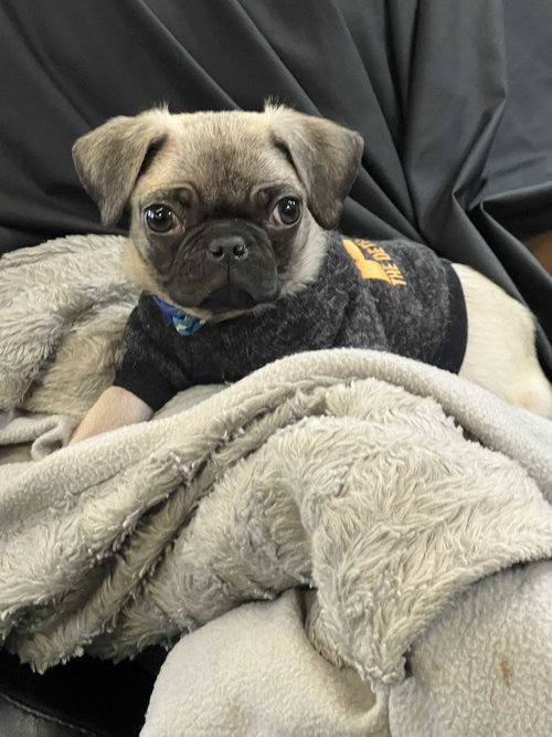Pugsley, an adoptable Pug in GeorgeTown, CA