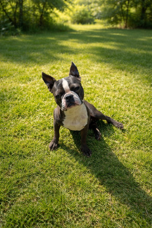 Ronnie, an adoptable Boston Terrier in GeorgeTown, CA