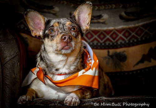 Ruby, an adoptable Miniature Pinscher in GeorgeTown, CA