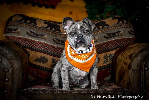 Squish, an adoptable French Bulldog in GeorgeTown, CA