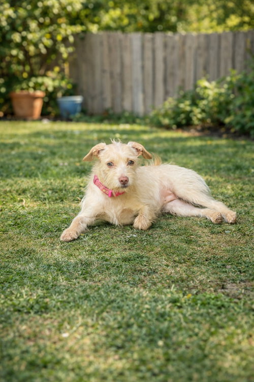 Winter, an adoptable Terrier in GeorgeTown, CA