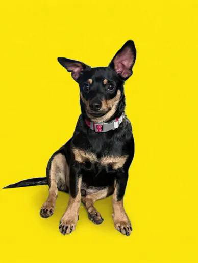 Xander, an adoptable Chihuahua in GeorgeTown, CA