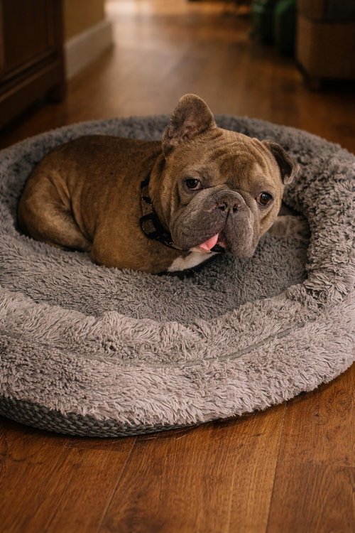 Yoda, an adoptable French Bulldog in GeorgeTown, CA