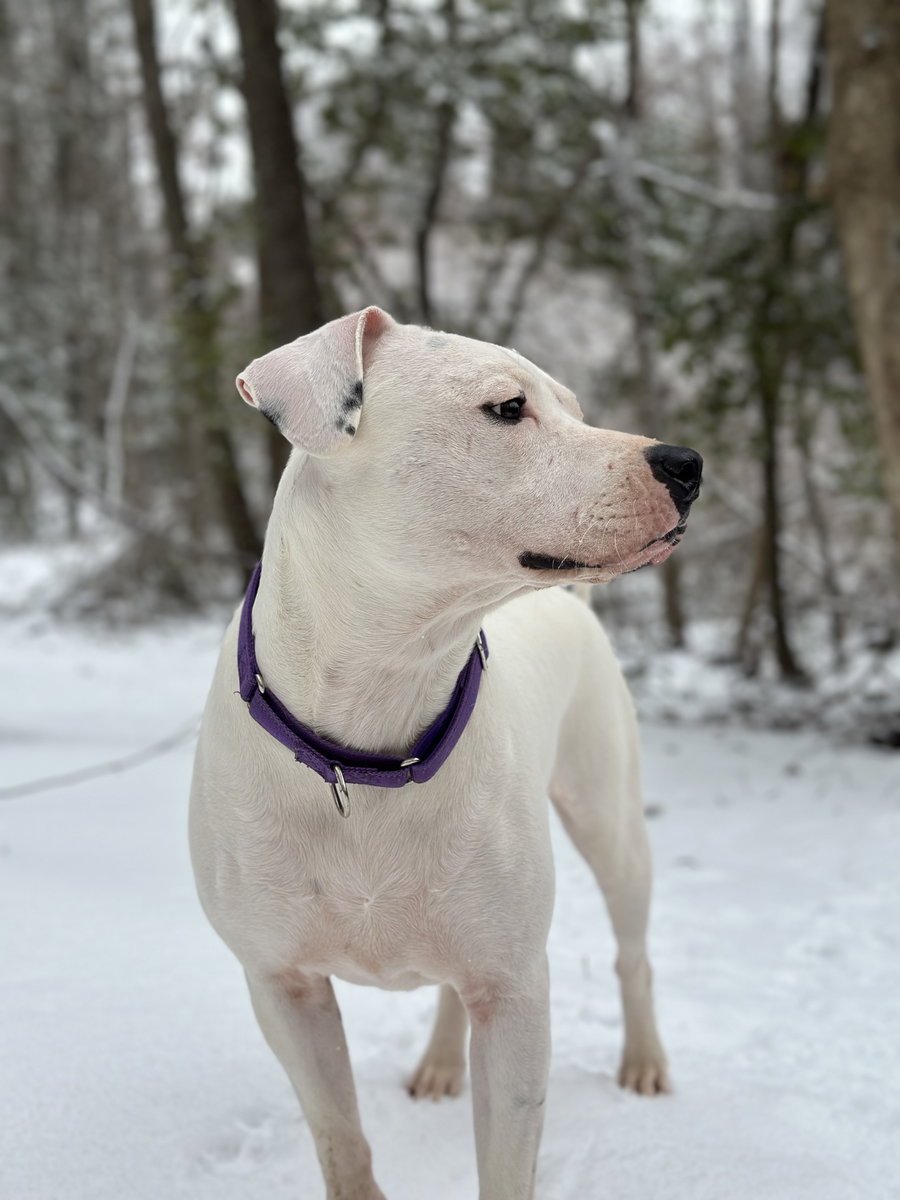 Piper