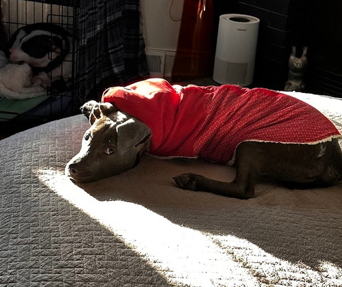 Dobby photo 3