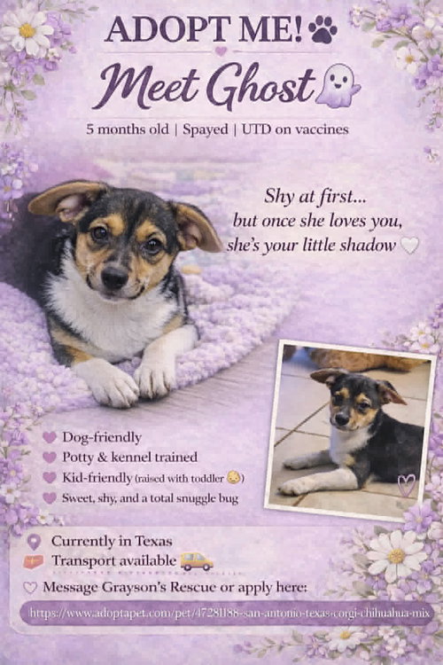 Ghost, an adoptable Unknown breed in San Antonio, TX