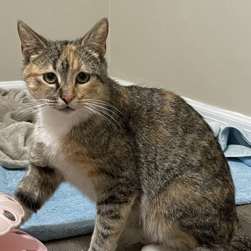 Brie, Adult Domestic Short Hair (short coat), cat for adoption in Largo, Florida