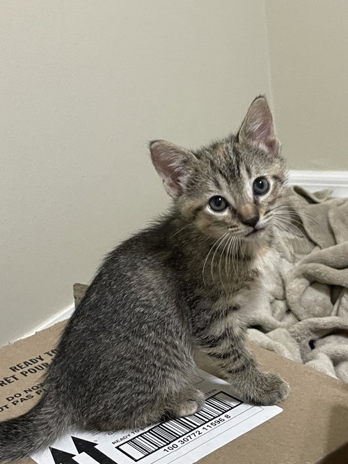 Swiss, Baby Tabby (short coat), cat for adoption in Largo, Florida