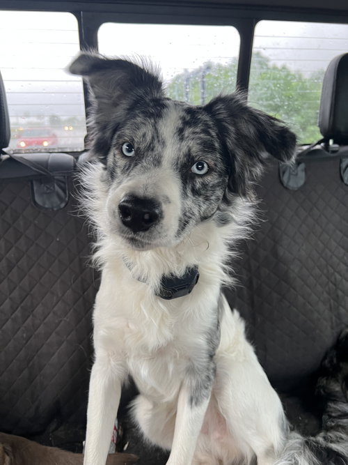 Domino