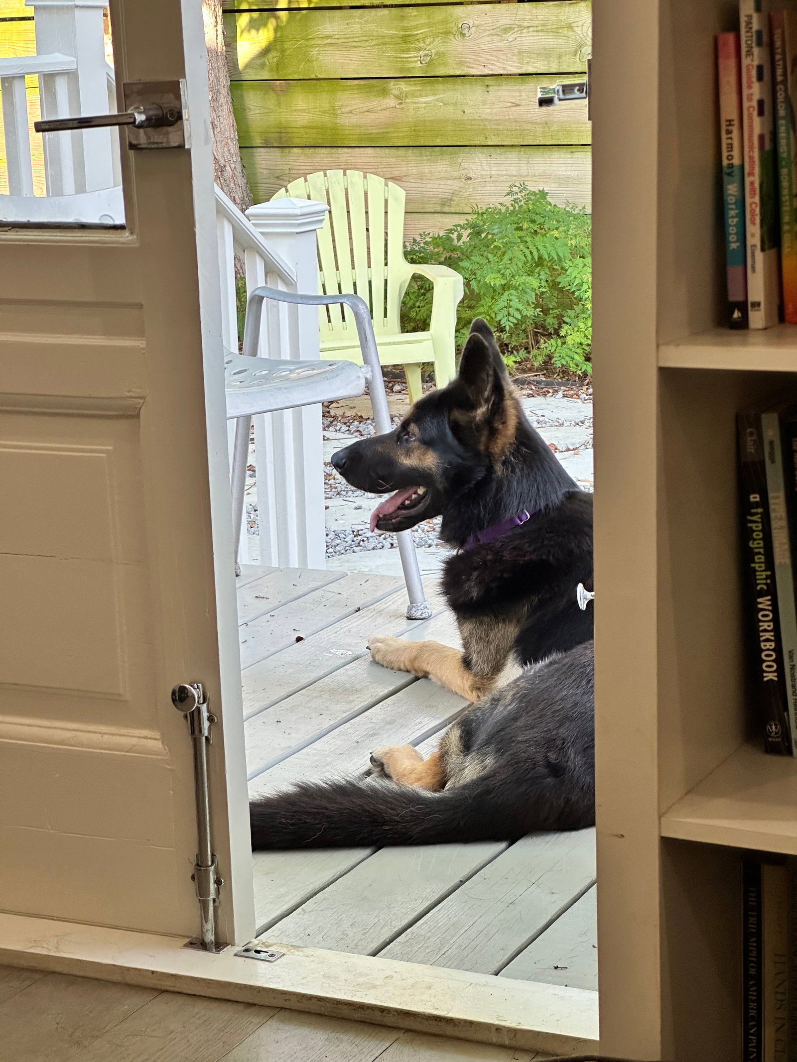 Paxton, German Shepherd Dog